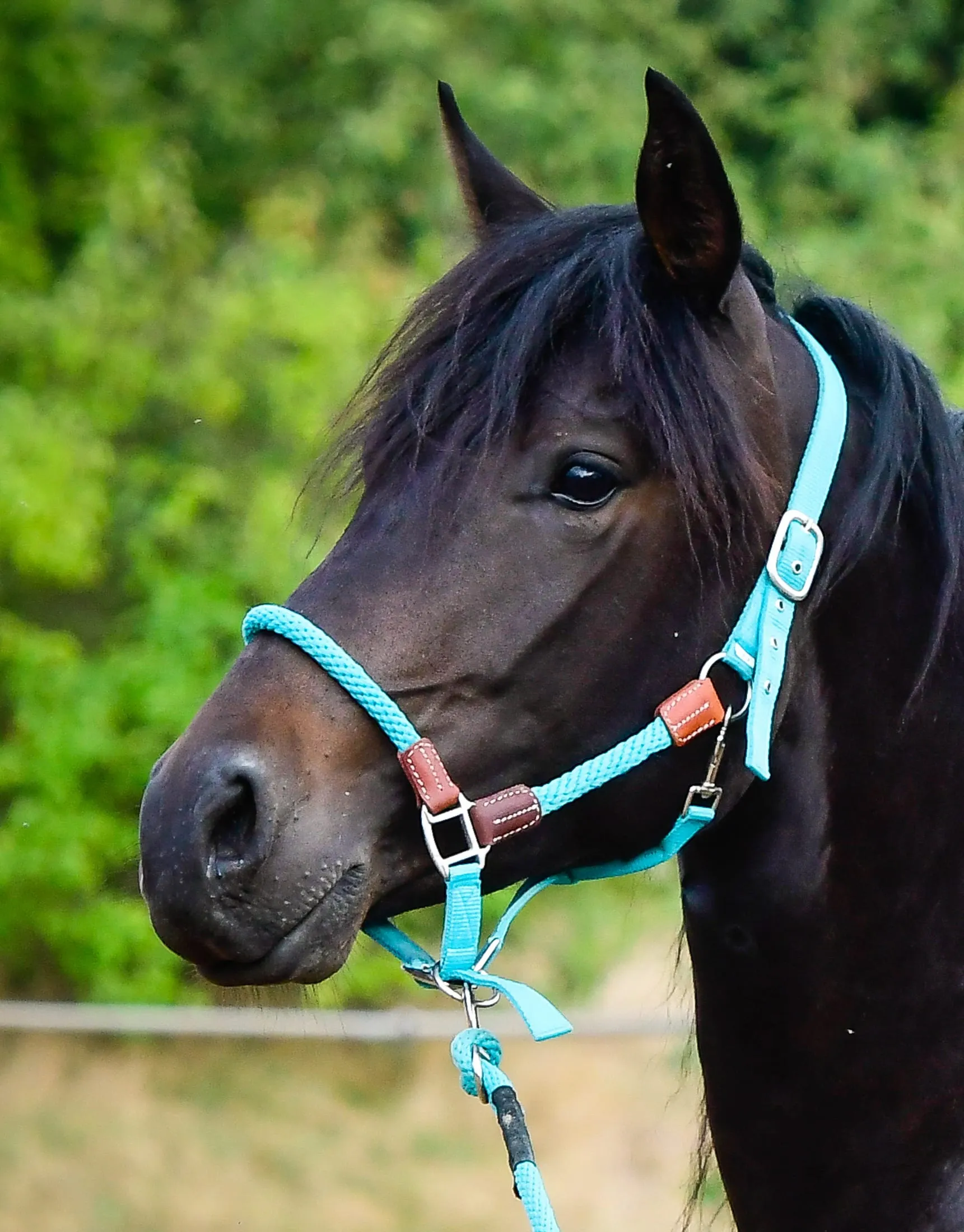 Pferd mit Halfter