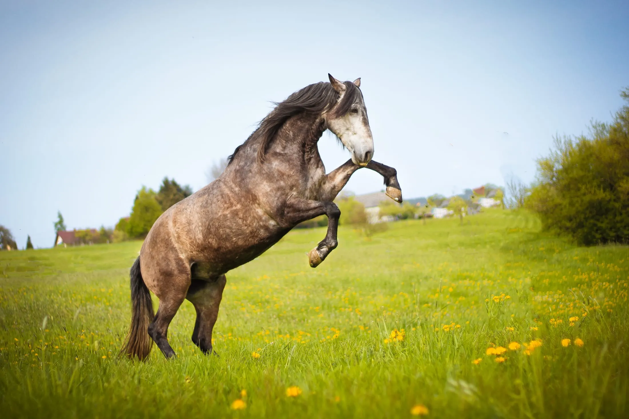 Pferd, das auf einer Frühlingswiese steigt